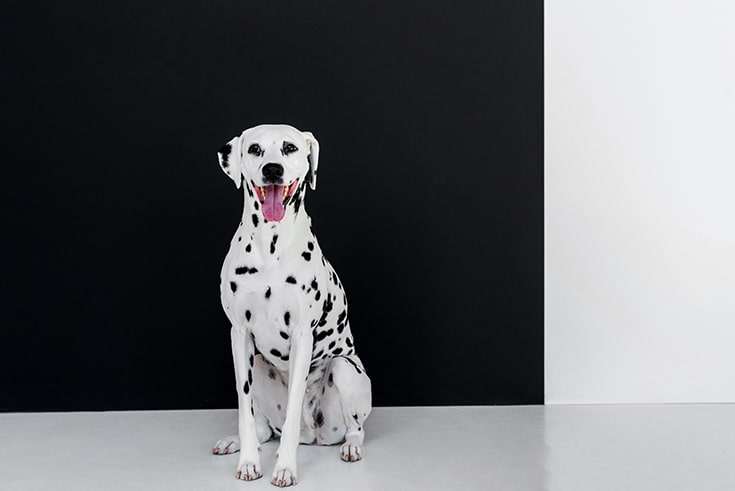 Don't get spotted walls in a bathroom like a dalmatian | Innovate Building Solutions | Innovate Builders Blog | #SpottedWalls #bathroomWalls #EasyBathroomInstall #DIYShowerRemodel