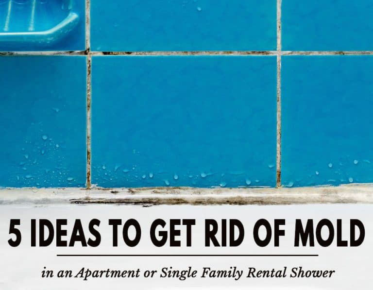 5 Ideas to Eliminate Mold in an Apartment or Single Family Rental Home